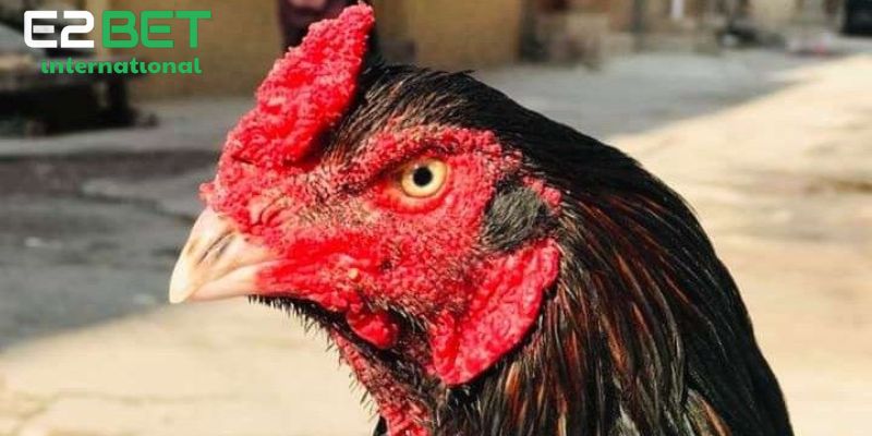 Cắt Tai Tích Cho Gà Chọi Đúng Cách Và Thời Điểm Vàng